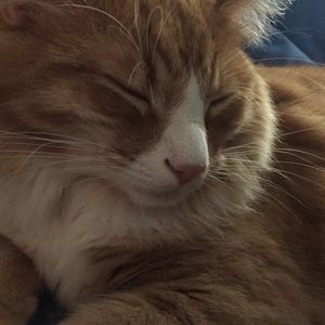 Meet your Posher, Witz